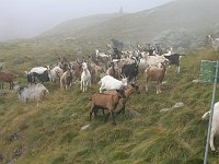 Salita al Pizzo Tornello da Vilmaggiore di Scalve il 21 settembre 08  - FOTOGALLERY